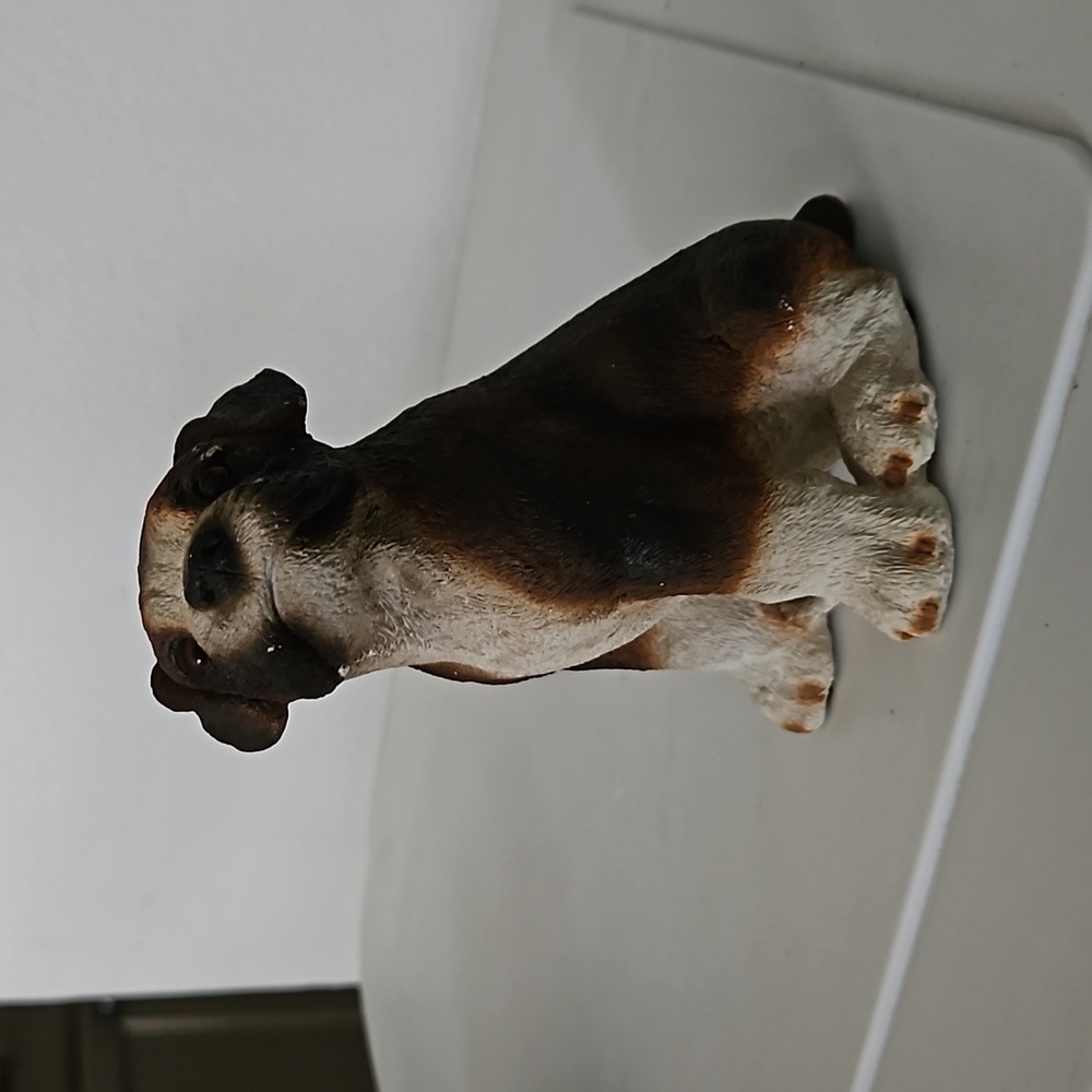 Collectors boxer puppy